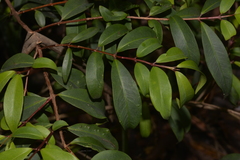 Pilidiostigma glabrum