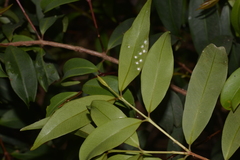 Pilidiostigma glabrum