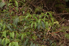 Pilidiostigma glabrum