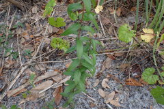 Solidago chapmanii image