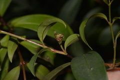 Pilidiostigma glabrum