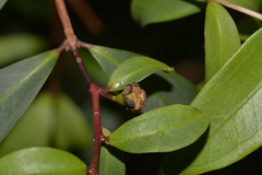 Pilidiostigma glabrum
