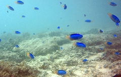 Pomacentrus micronesicus