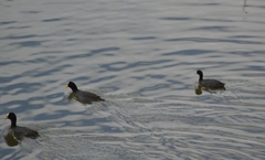 Fulica leucoptera