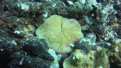 Fungia fungites