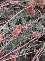 Eriogonum fasciculatum foliolosum