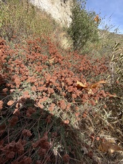 Eriogonum fasciculatum foliolosum