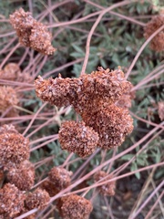 Eriogonum fasciculatum foliolosum