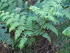 Hypolepis dicksonioides