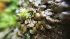 Melanohalea subolivacea