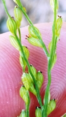 Urochloa ramosa