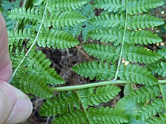 Hypolepis dicksonioides