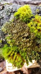 Melanohalea subolivacea