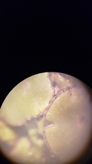 Melanohalea subolivacea