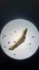 Melanohalea subolivacea