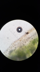 Melanohalea subolivacea