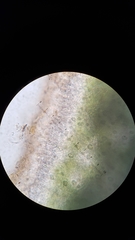 Melanohalea subolivacea