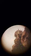 Melanohalea subolivacea