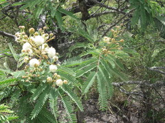 Senegalia subangulata