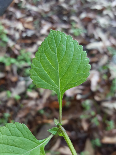 River sage