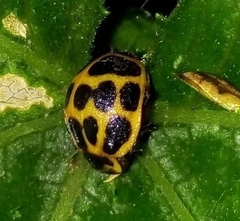 Epilachna paenulata