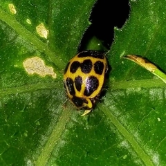 Epilachna paenulata