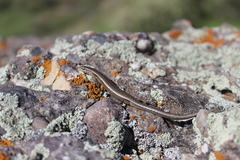 Ablepharus deserti