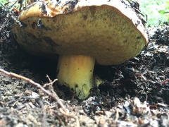 Butyriboletus persolidus
