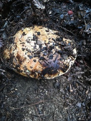 Butyriboletus persolidus