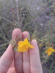 Parkinsonia praecox