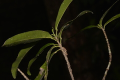 Acronychia oblongifolia