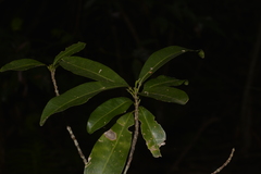 Acronychia oblongifolia
