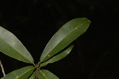 Acronychia oblongifolia