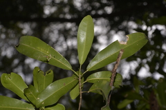 Acronychia oblongifolia