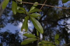 Acronychia oblongifolia