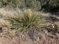 Nolina erumpens