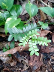 Paubrasilia echinata