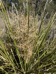 Nolina erumpens