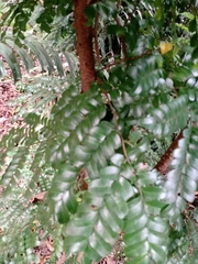 Paubrasilia echinata