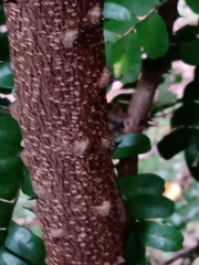 Paubrasilia echinata