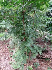 Paubrasilia echinata