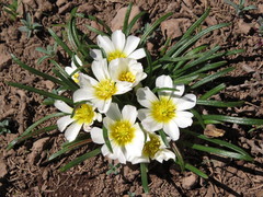 Calandrinia affinis