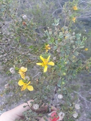 Larrea cuneifolia