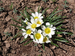 Calandrinia affinis