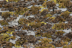 Salvinia auriculata