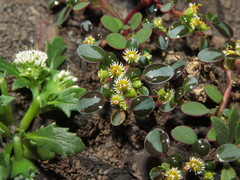 Euphorbia germainii