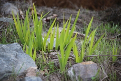 Chasmanthe floribunda