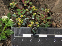 Euphorbia germainii