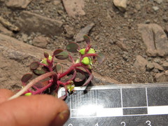 Euphorbia germainii