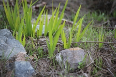 Chasmanthe floribunda